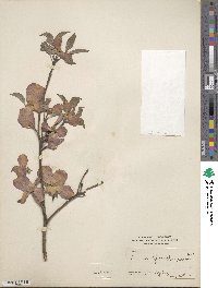 Cornus florida image