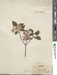 Cornus florida image