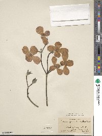 Cornus florida image