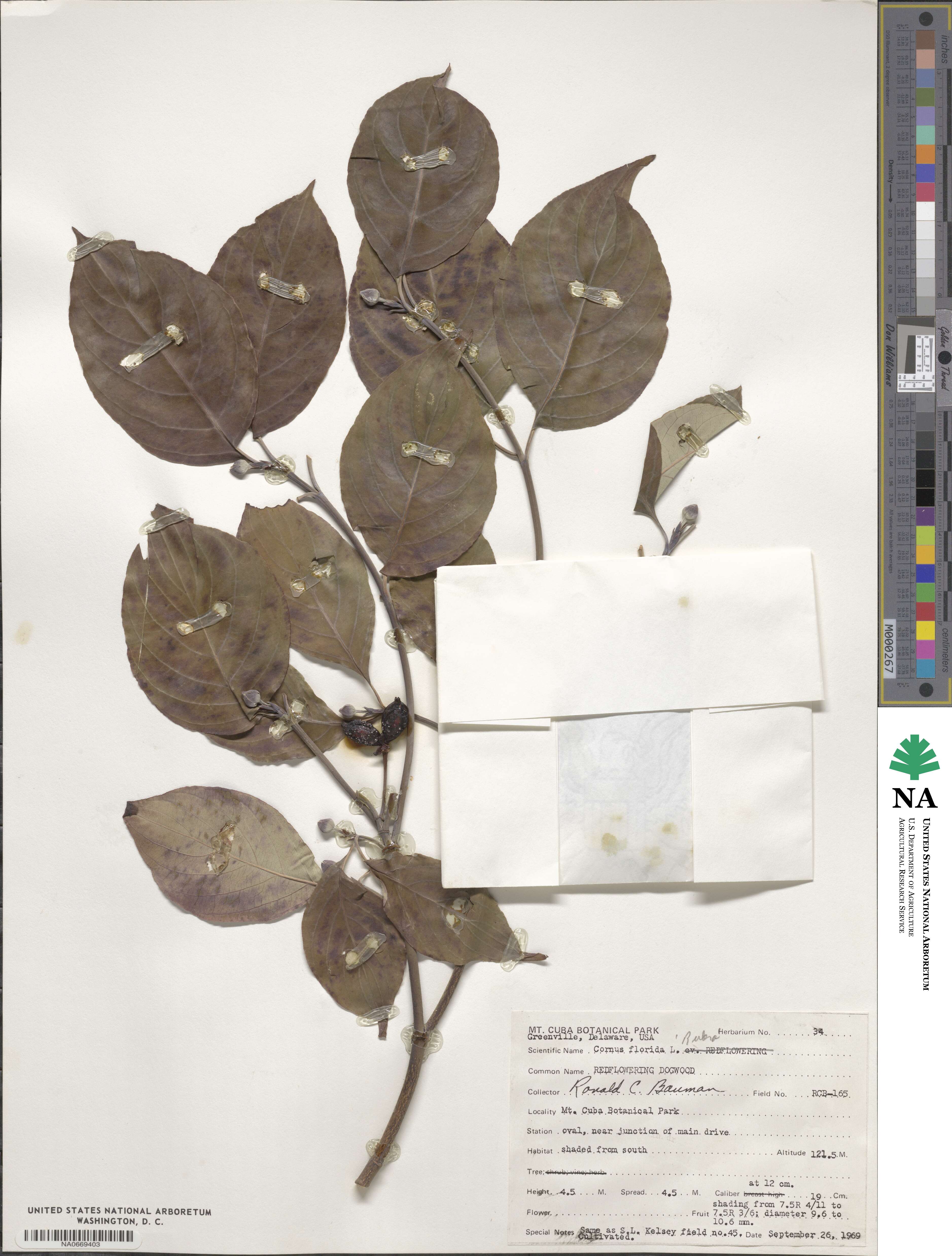 Cornus florida image