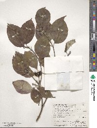 Cornus florida image