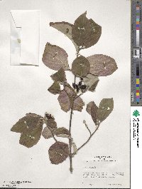 Cornus florida image