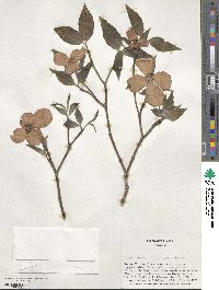 Cornus florida image