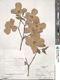 Cornus florida image