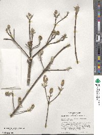 Cornus florida image