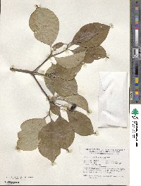 Cornus florida image