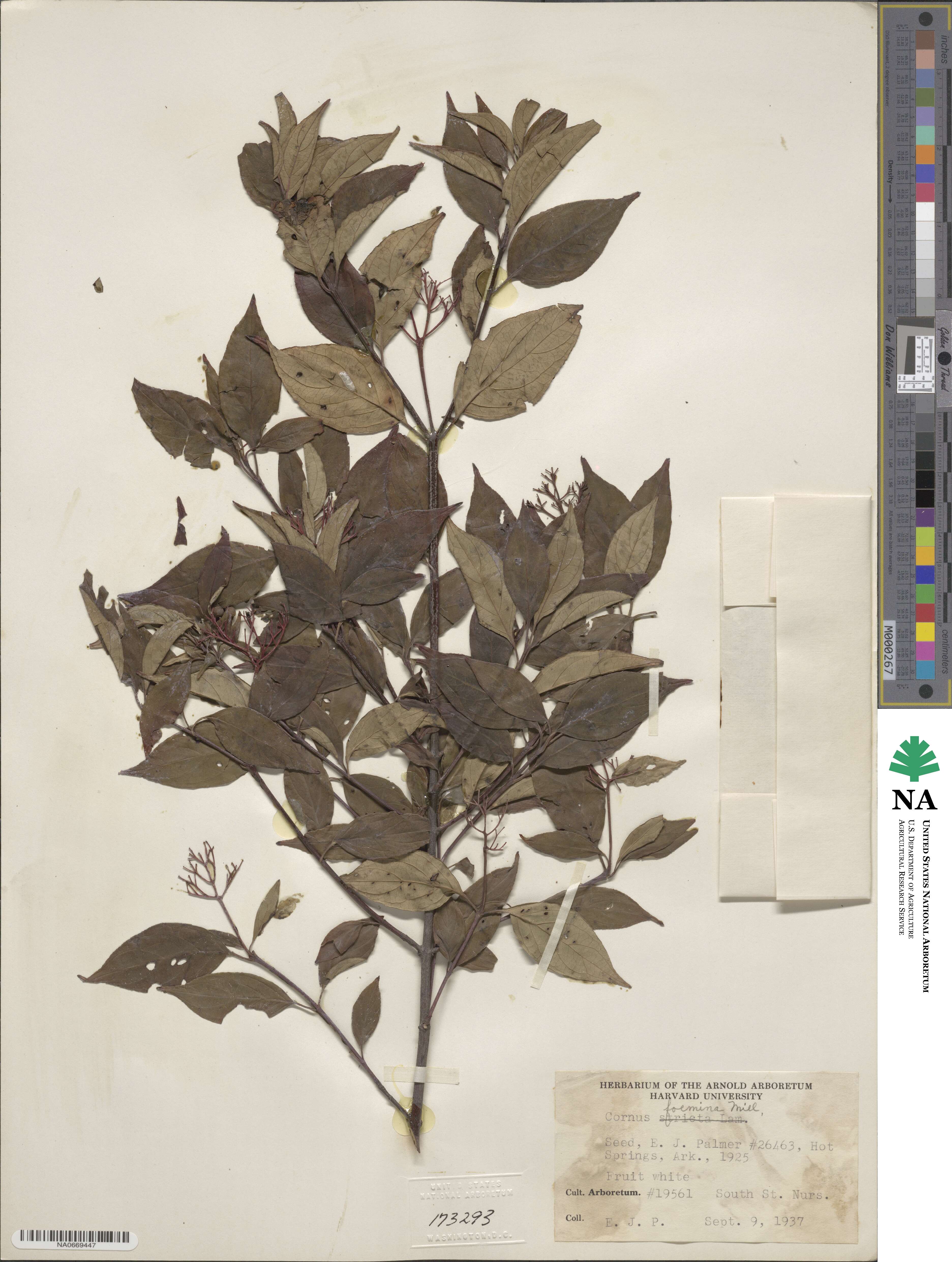 Cornus foemina image