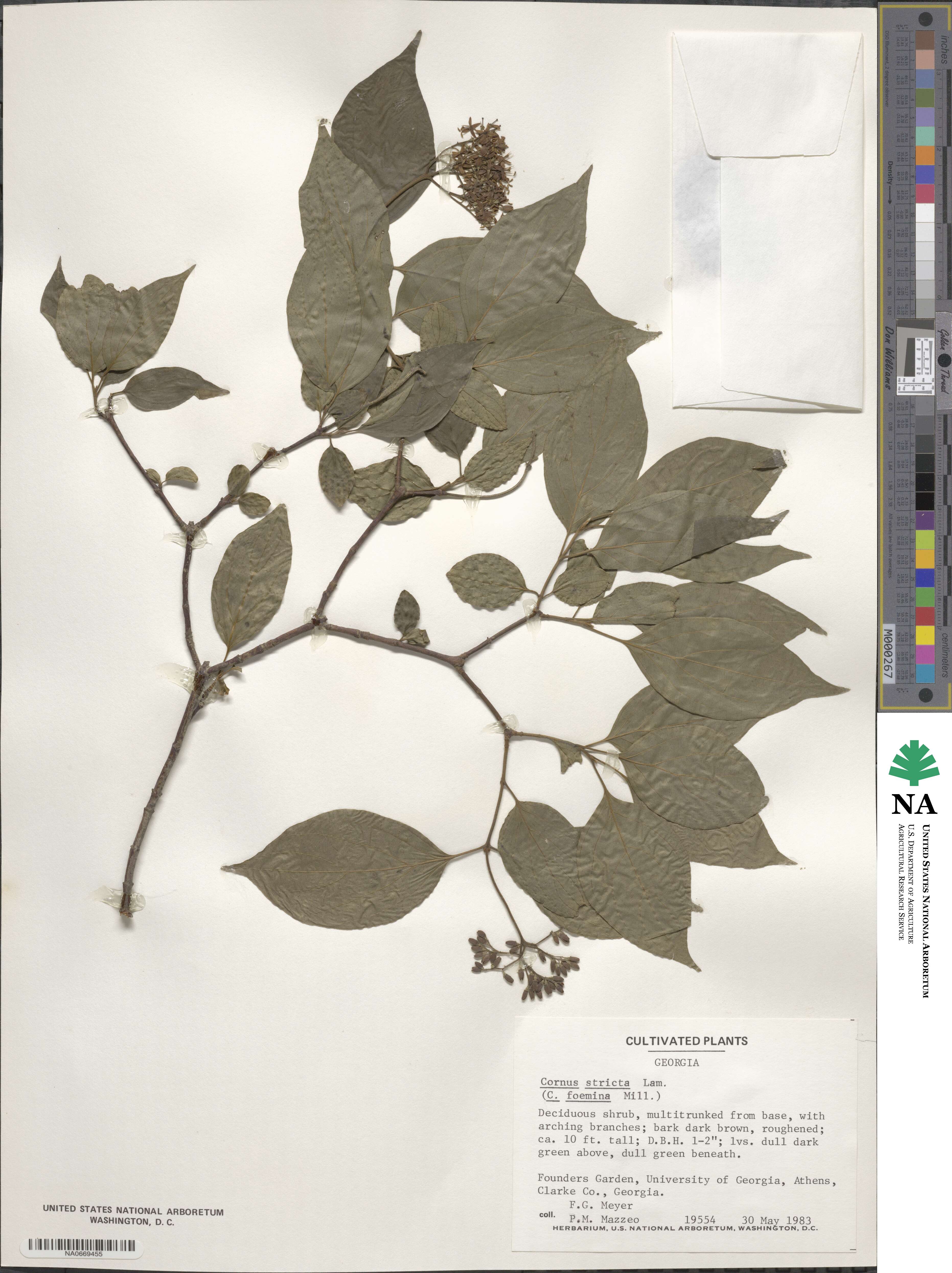 Cornus foemina image