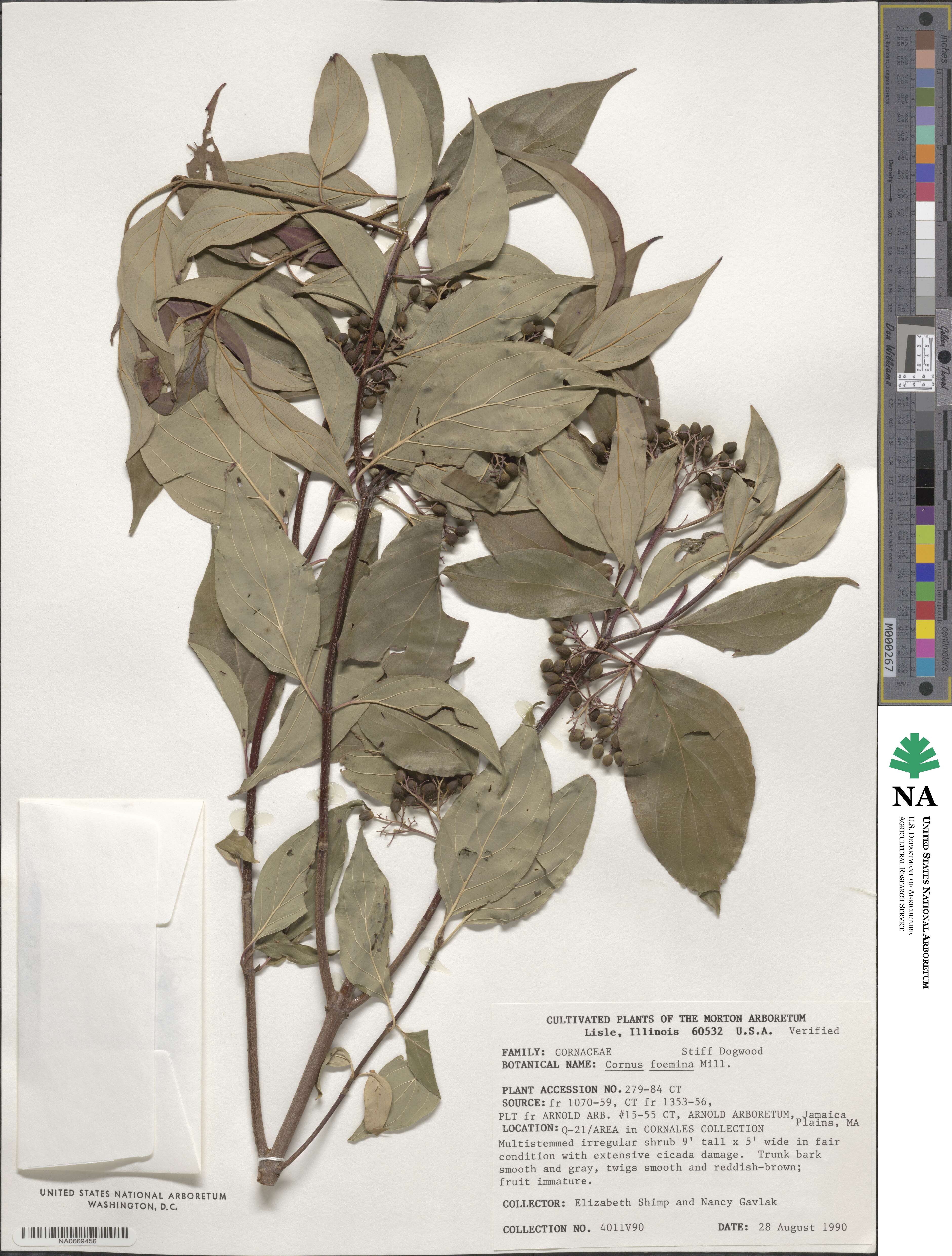 Cornus foemina image