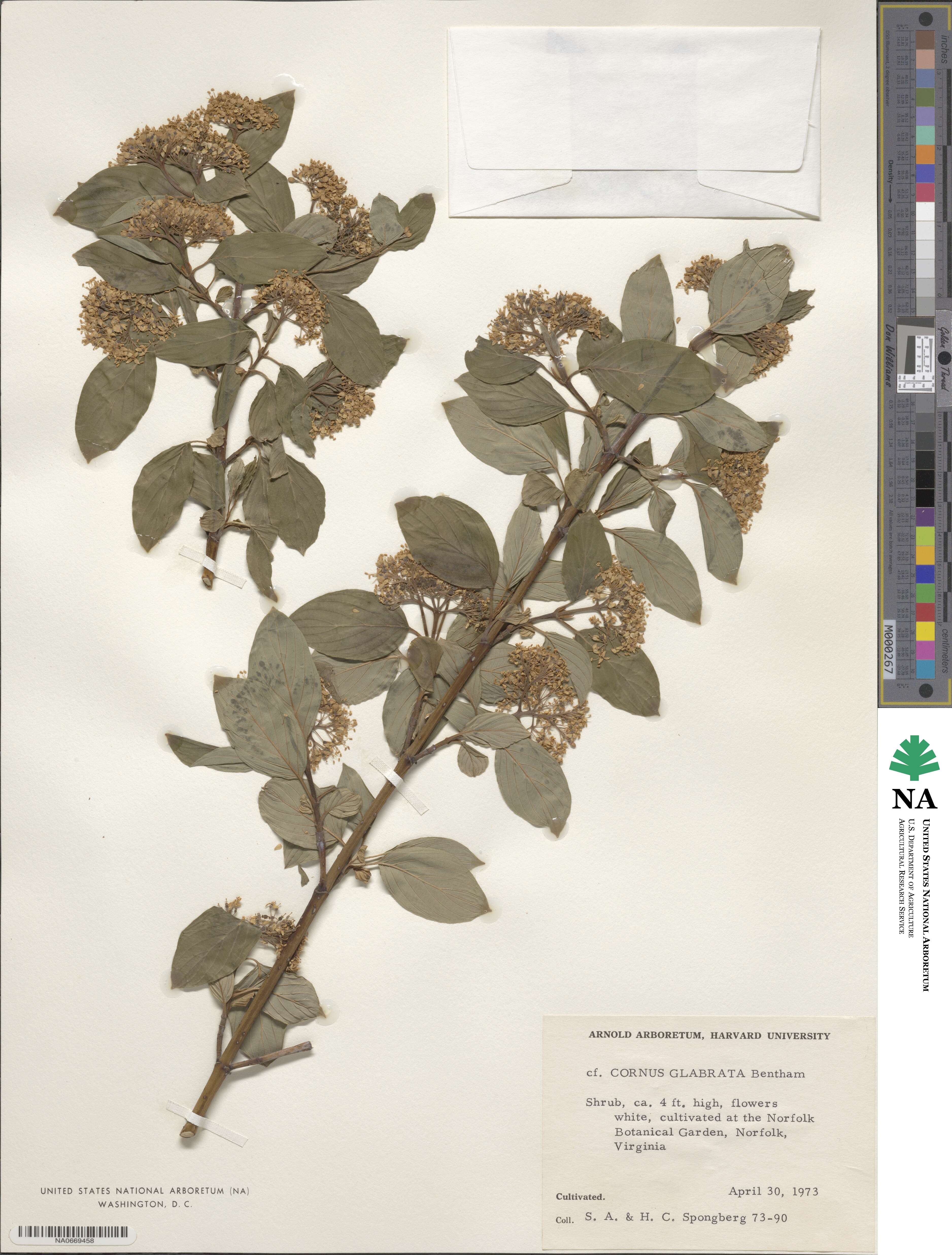Cornus glabrata image