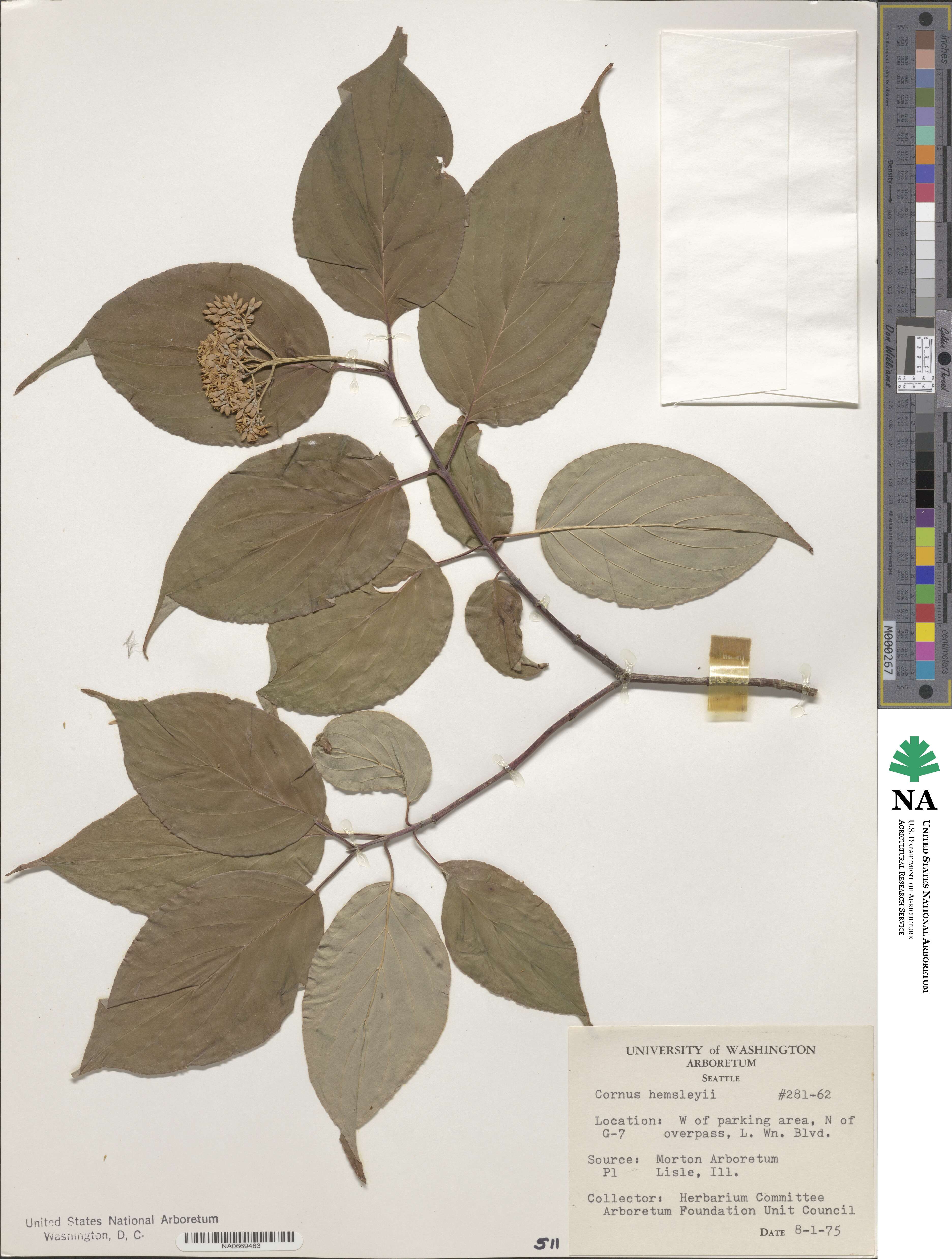 Cornus hemsleyi image