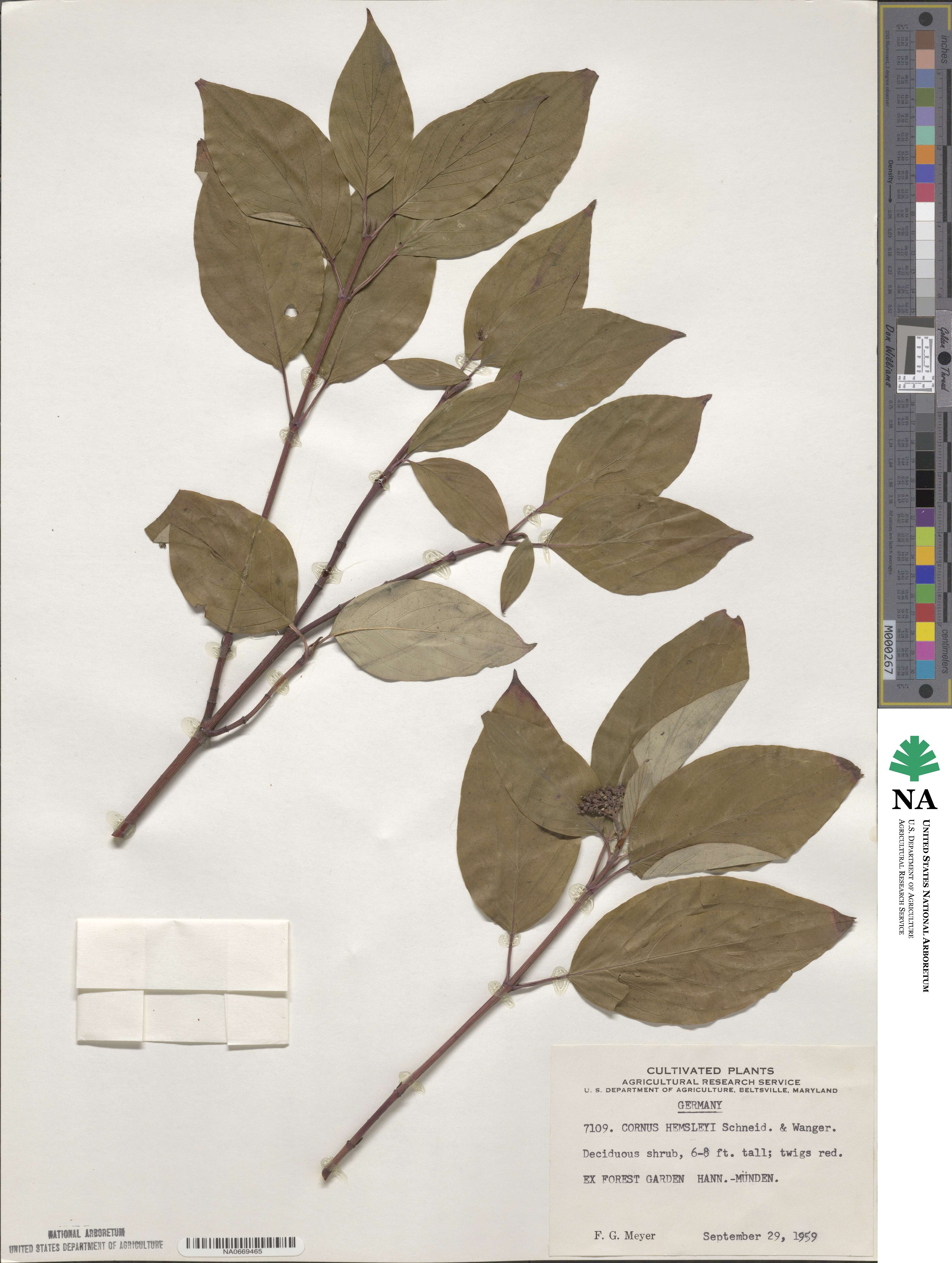 Cornus hemsleyi image