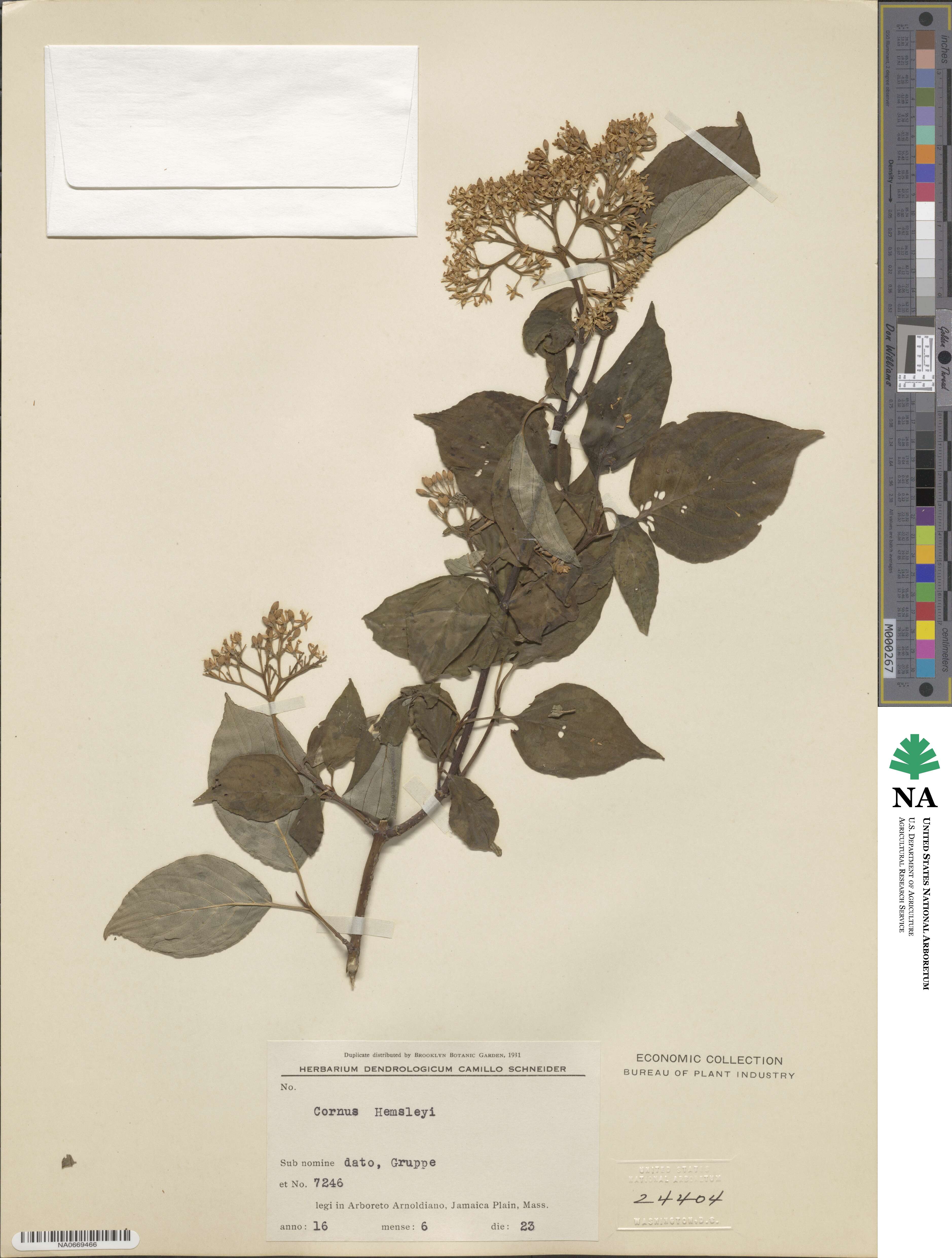 Cornus hemsleyi image