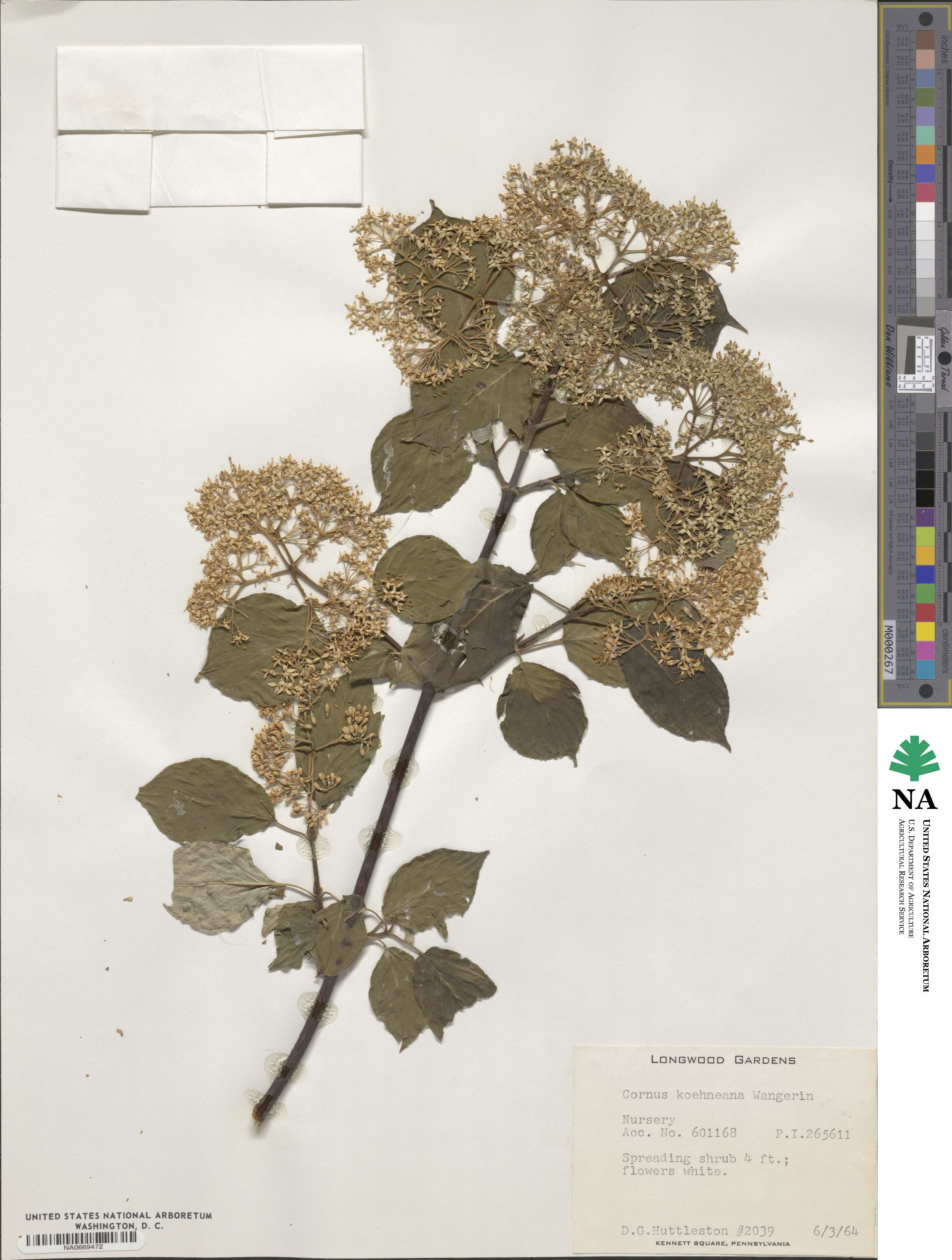 Cornus koehneana image