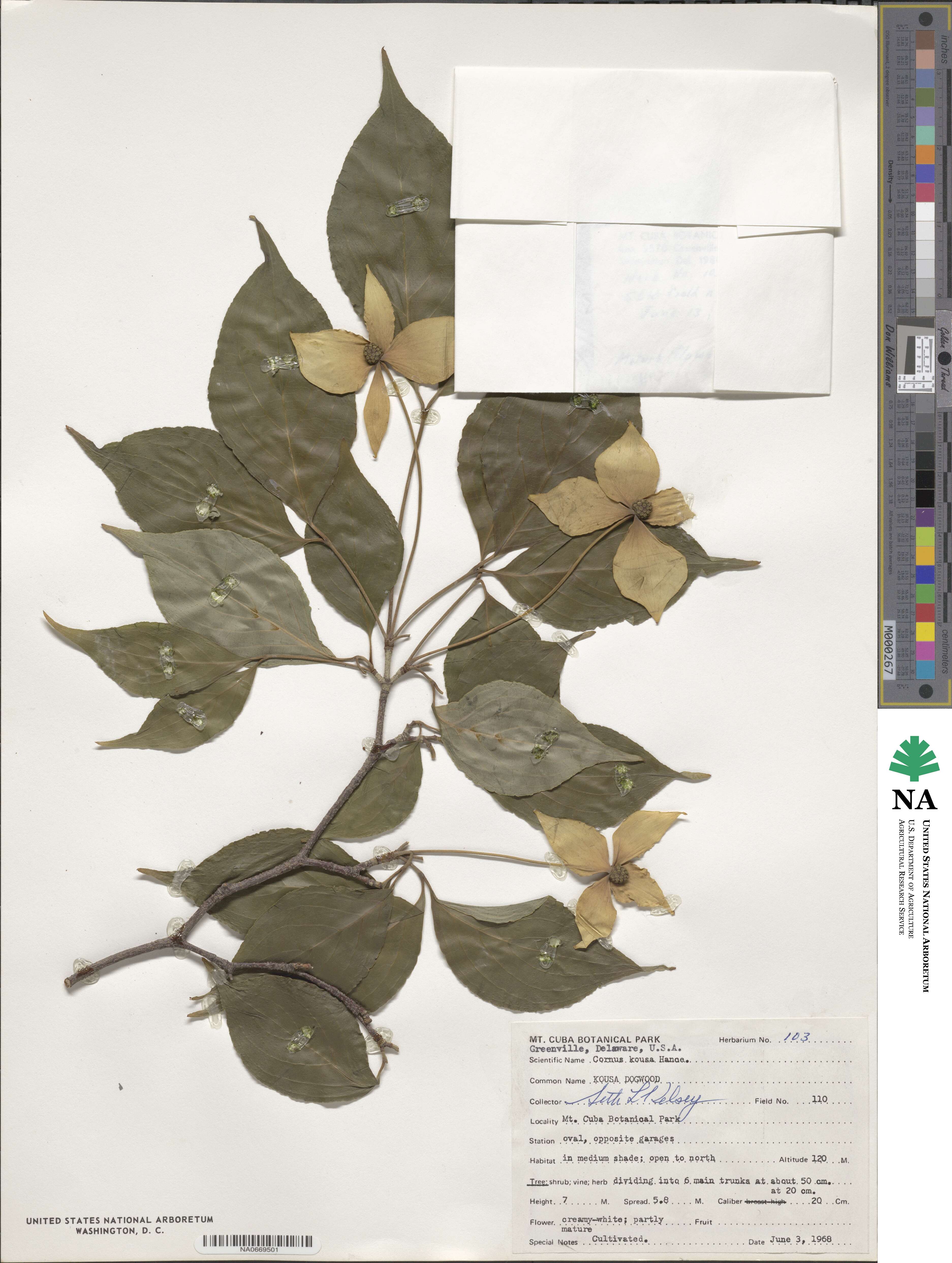 Cornus kousa image