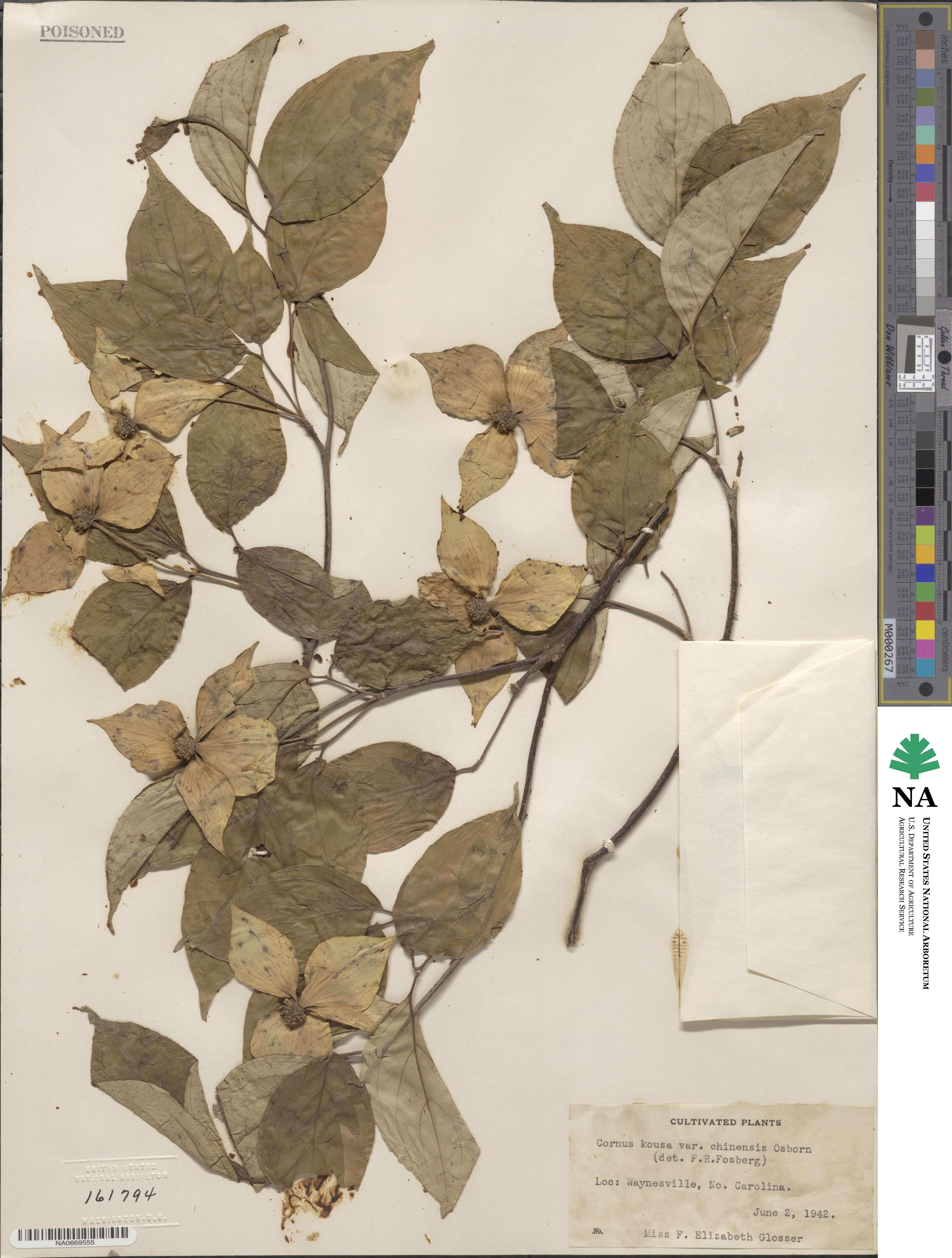 Cornus kousa subsp. chinensis image
