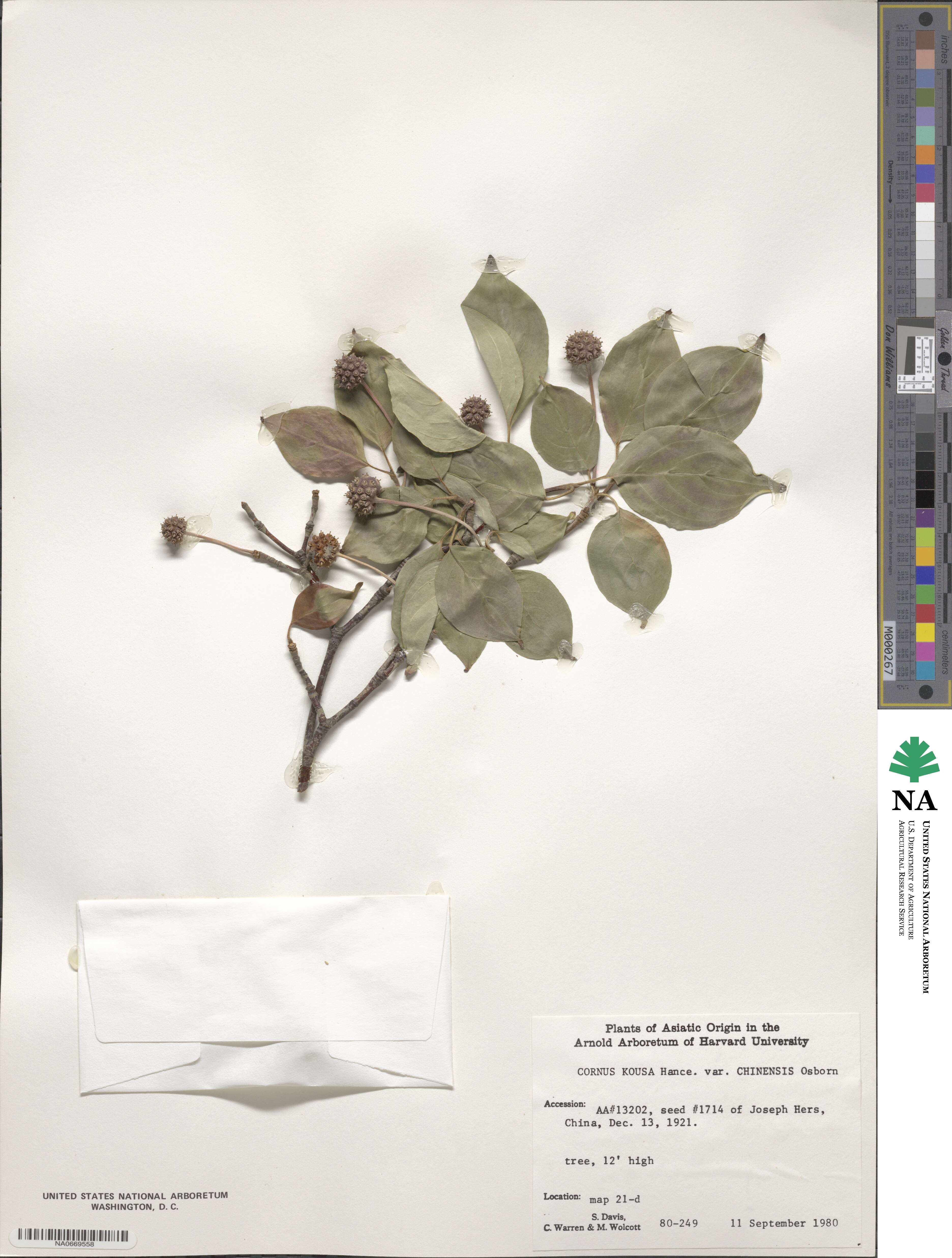 Cornus kousa image