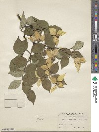 Cornus kousa image