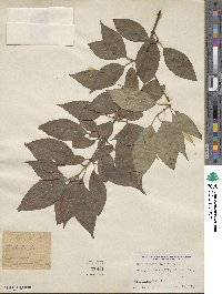 Cornus macrophylla image