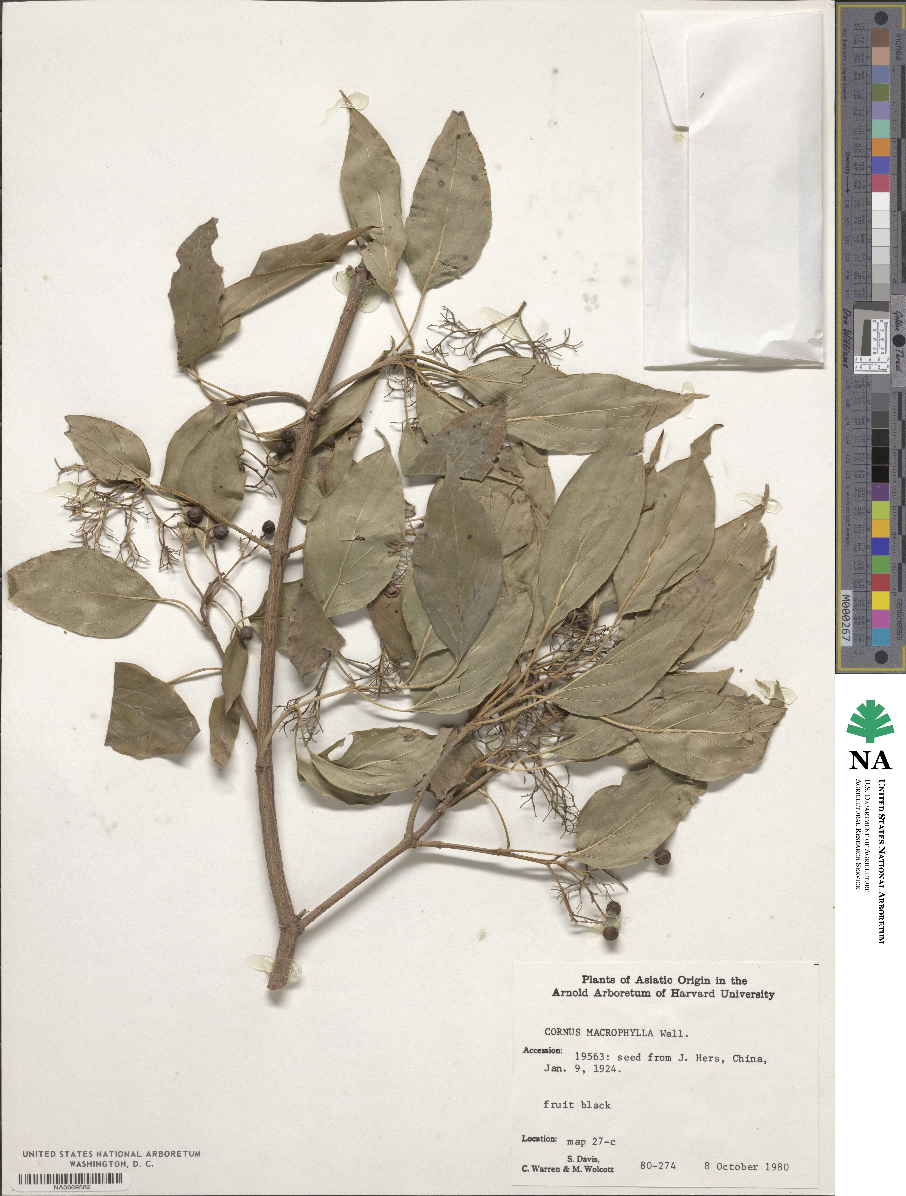 Cornus macrophylla image