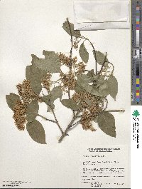 Cornus macrophylla image