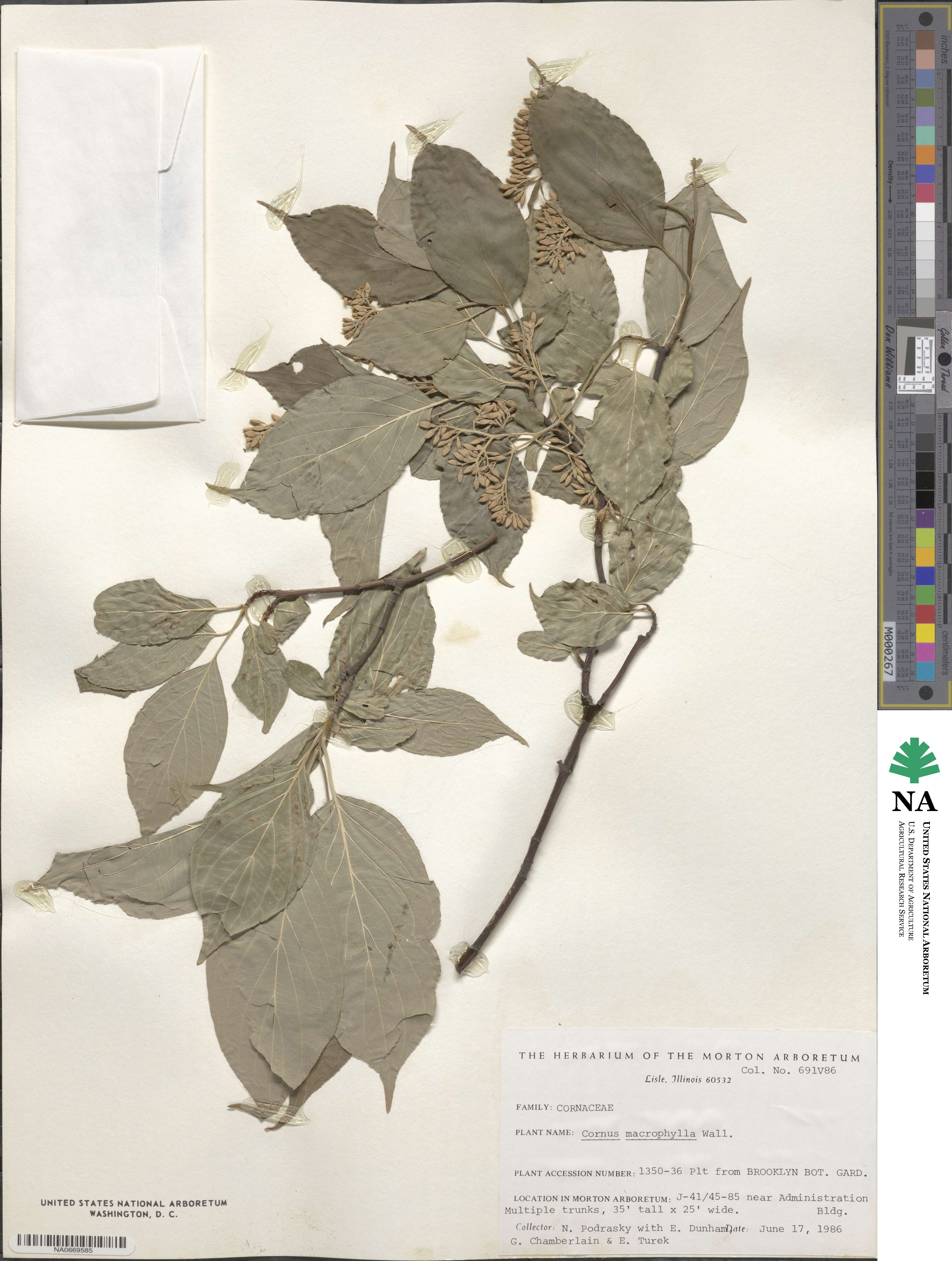 Cornus macrophylla image