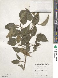 Cornus macrophylla image