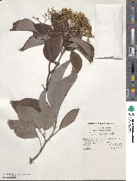Cornus macrophylla image