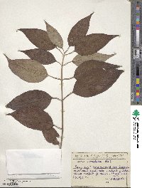 Cornus macrophylla image