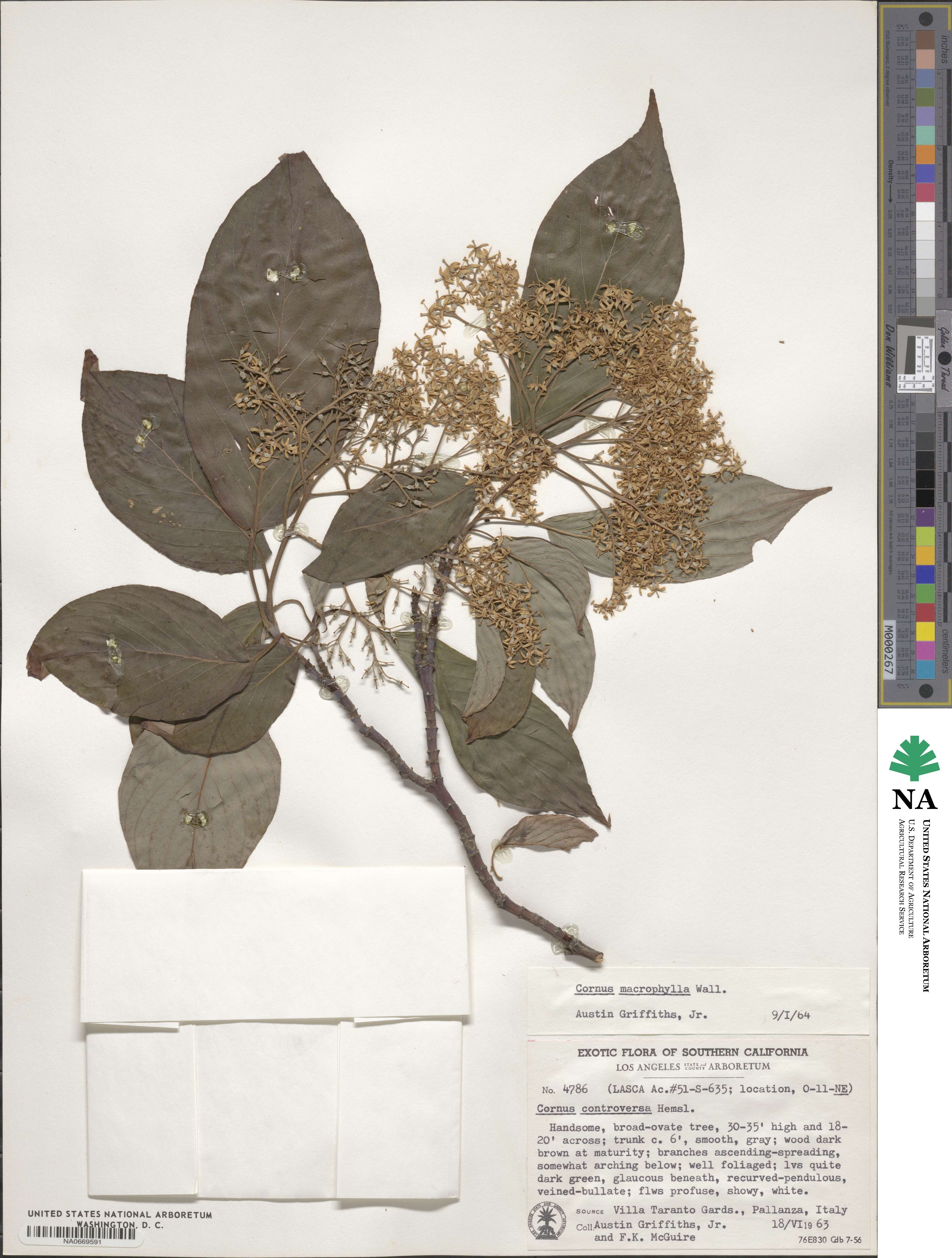 Cornus macrophylla image