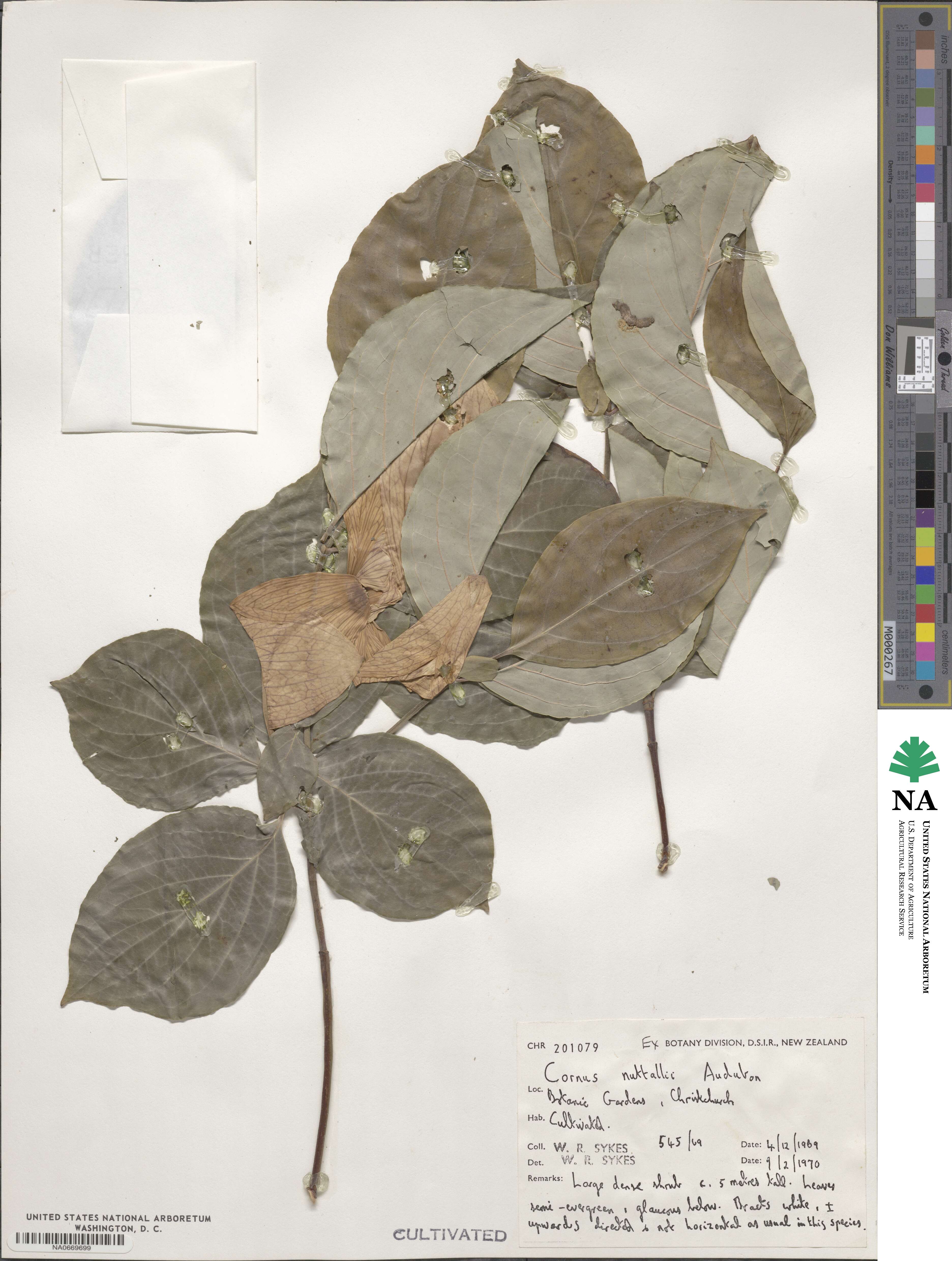 Cornus nuttallii image
