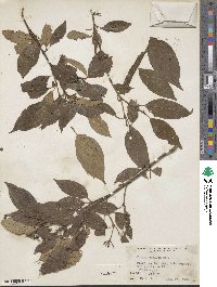 Cornus obliqua image