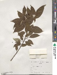 Cornus obliqua image