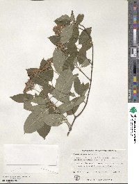 Cornus obliqua image