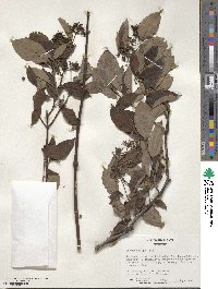 Cornus obliqua image