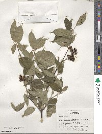 Cornus obliqua image