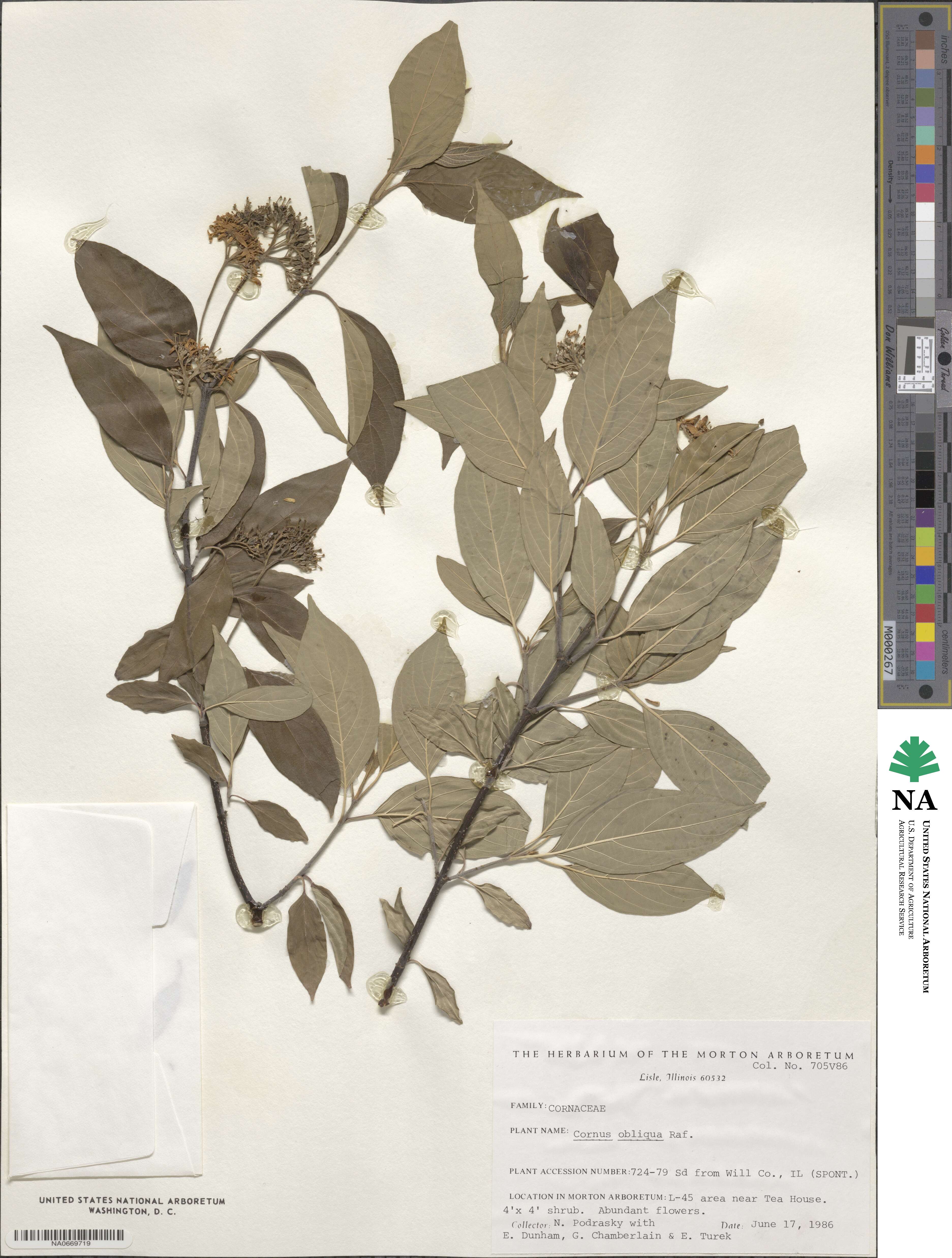 Cornus obliqua image
