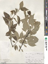 Cornus obliqua image