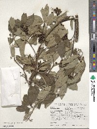 Cornus obliqua image
