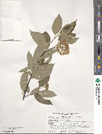 Cornus obliqua image