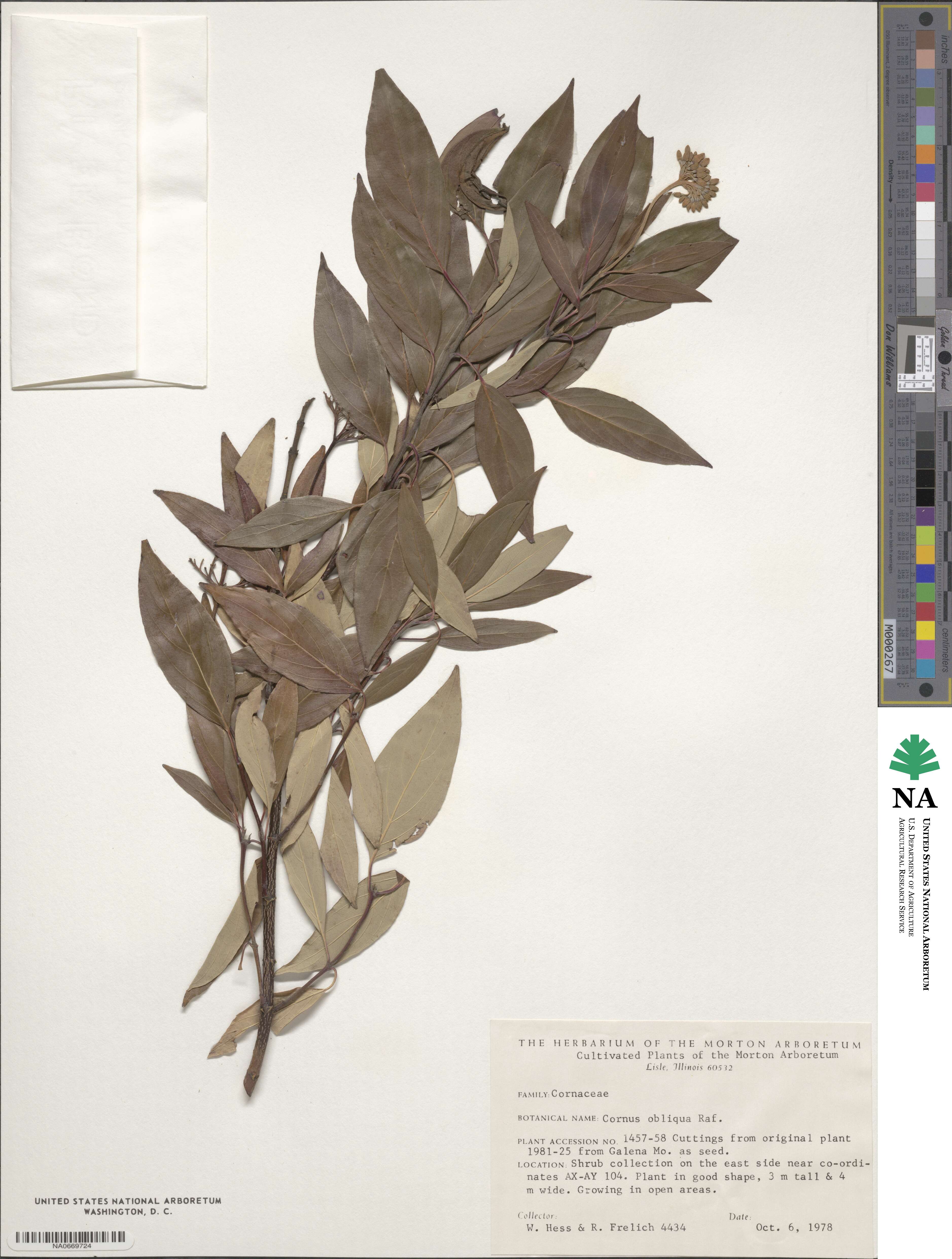 Cornus obliqua image
