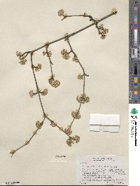 Cornus officinalis image