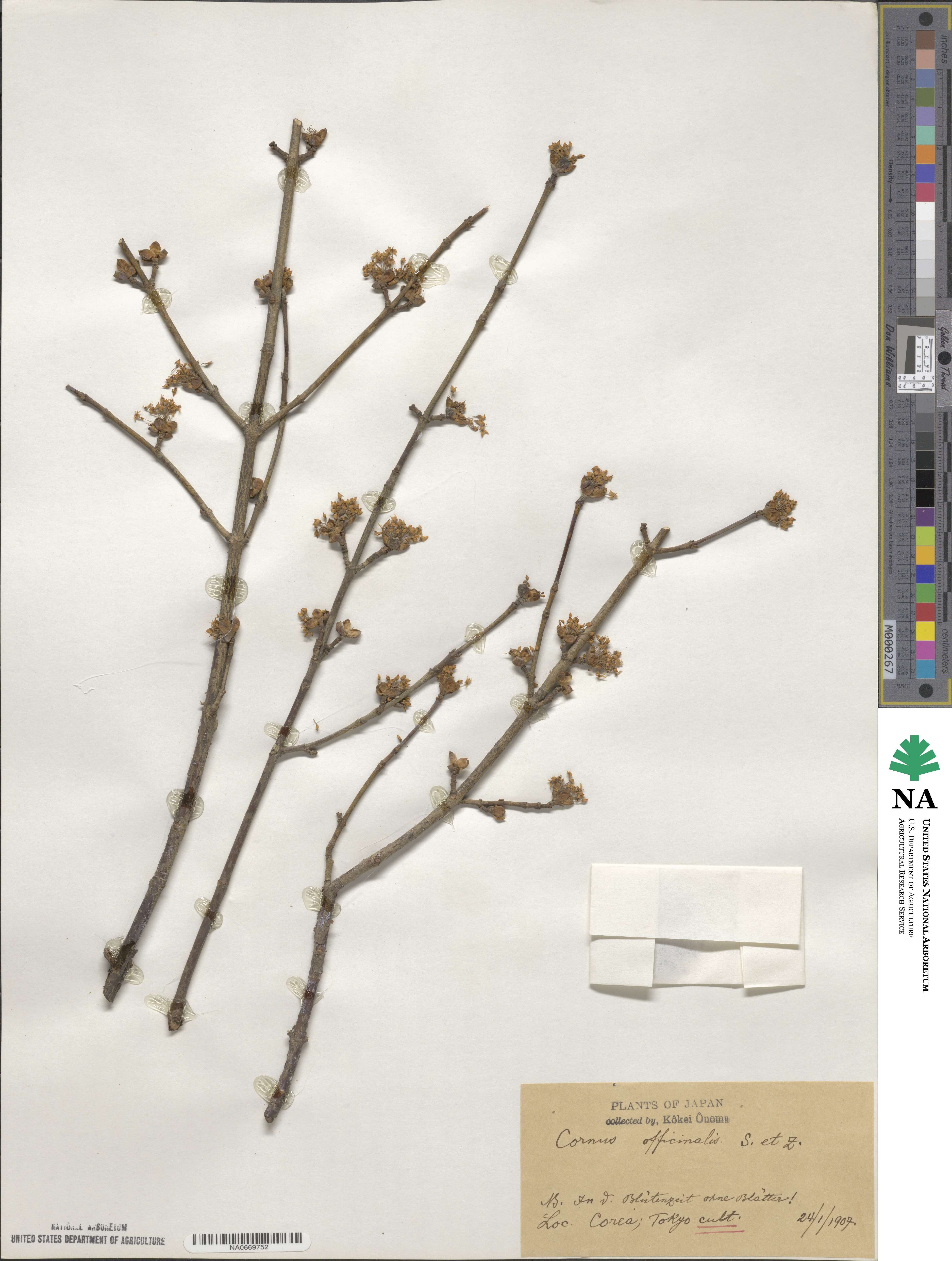 Cornus officinalis image