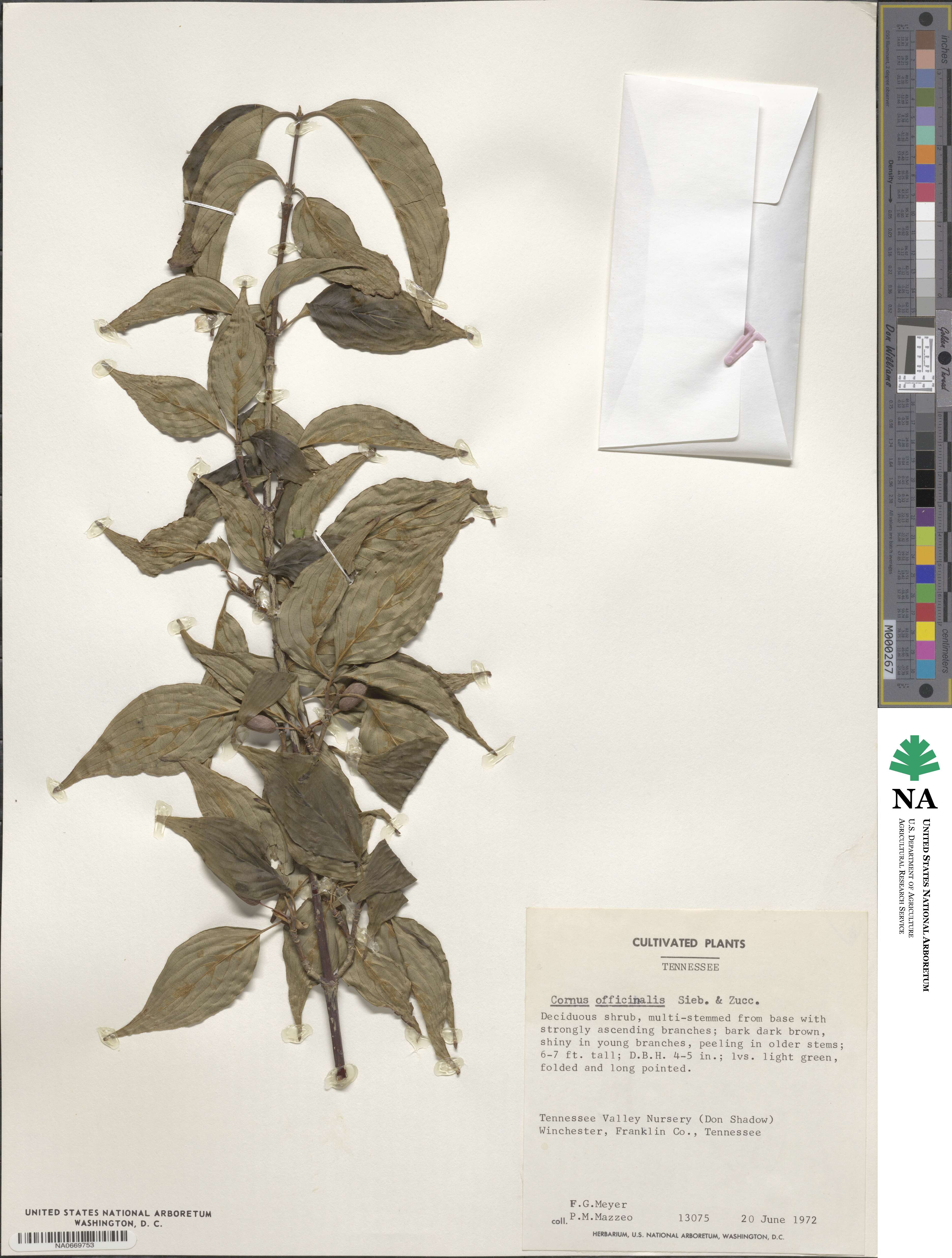 Cornus officinalis image