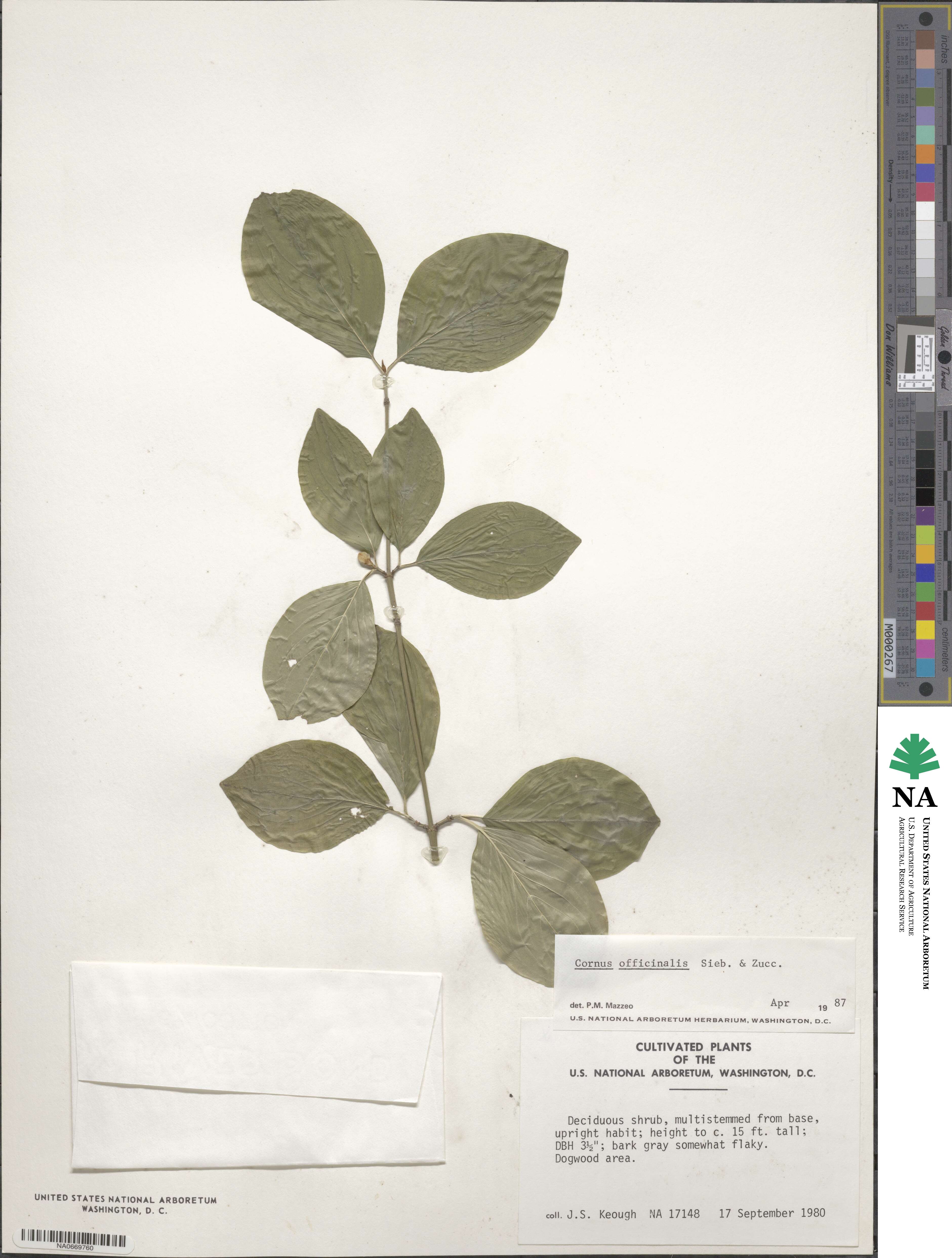 Cornus officinalis image