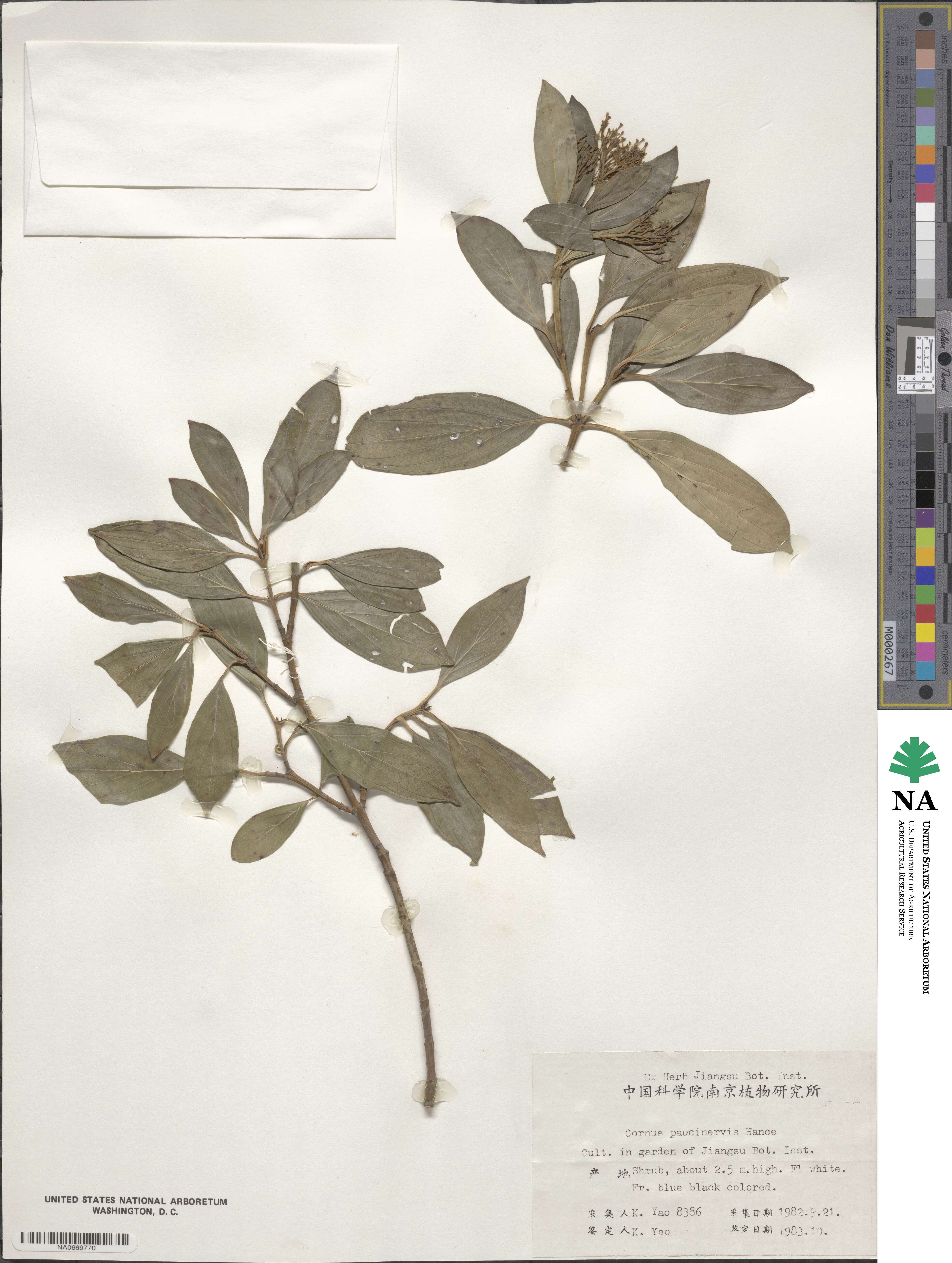 Cornus quinquenervis image