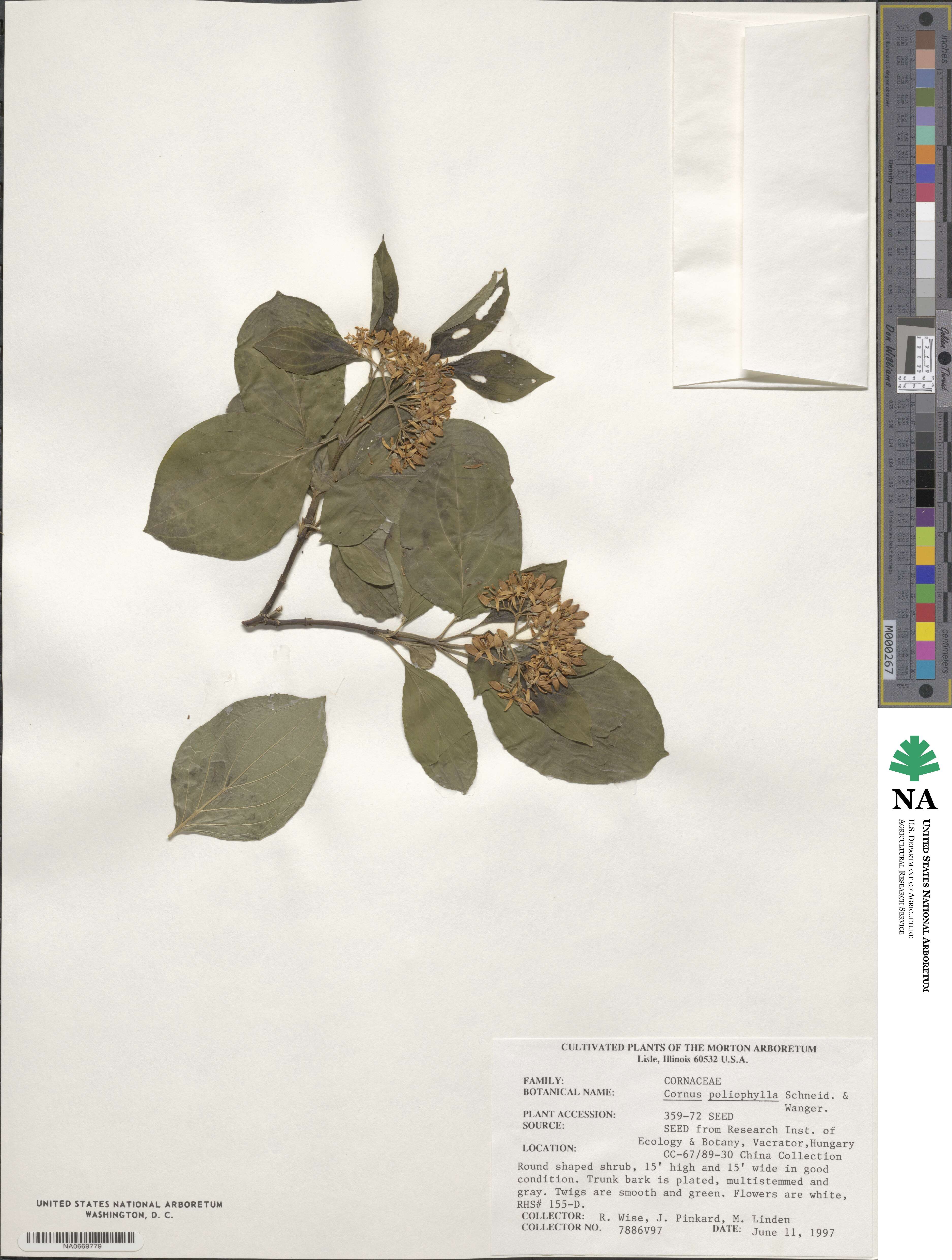 Cornus schindleri image