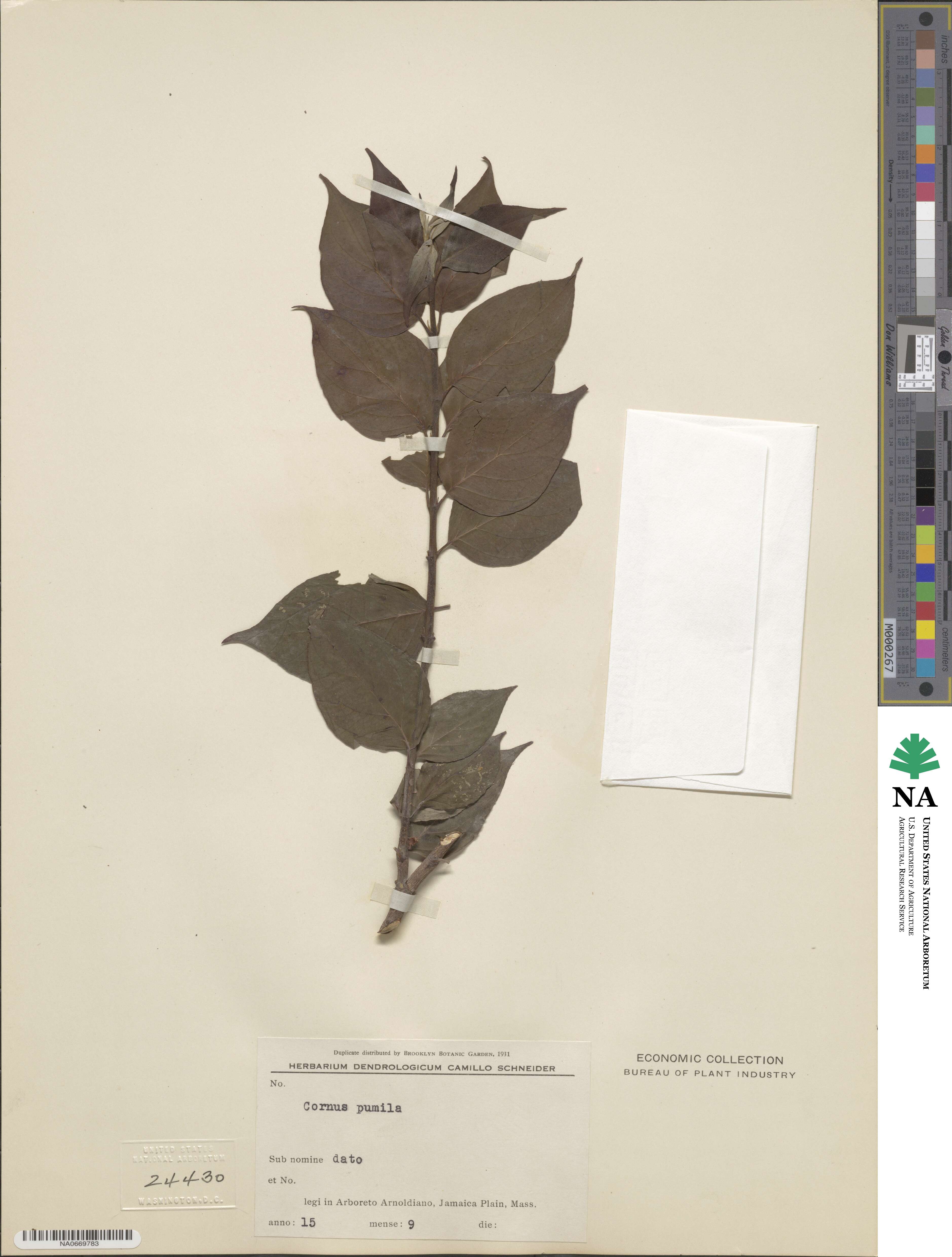 Cornus alba image