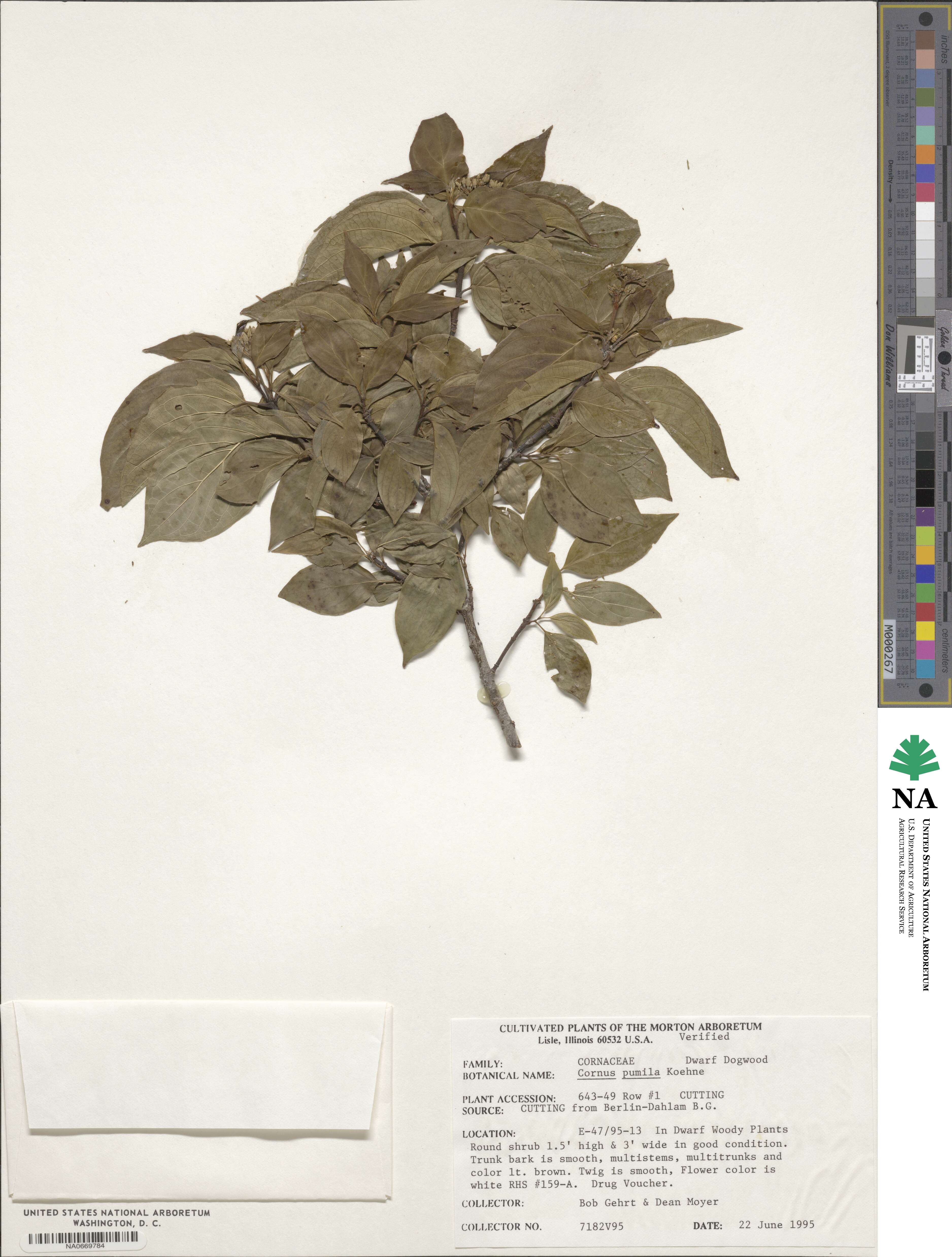 Cornus alba image