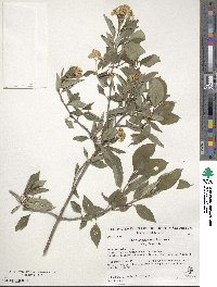 Cornus racemosa image
